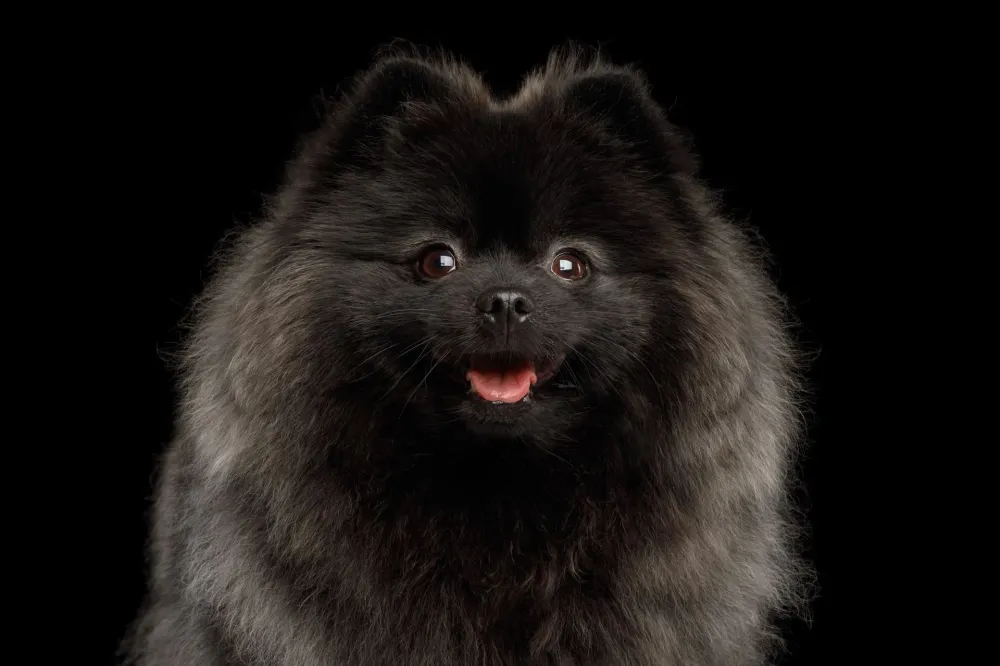 Spitz nain noir
