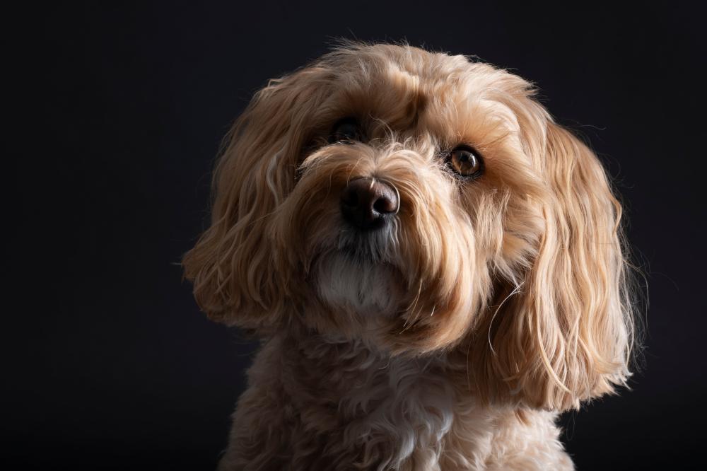 Maltipoo