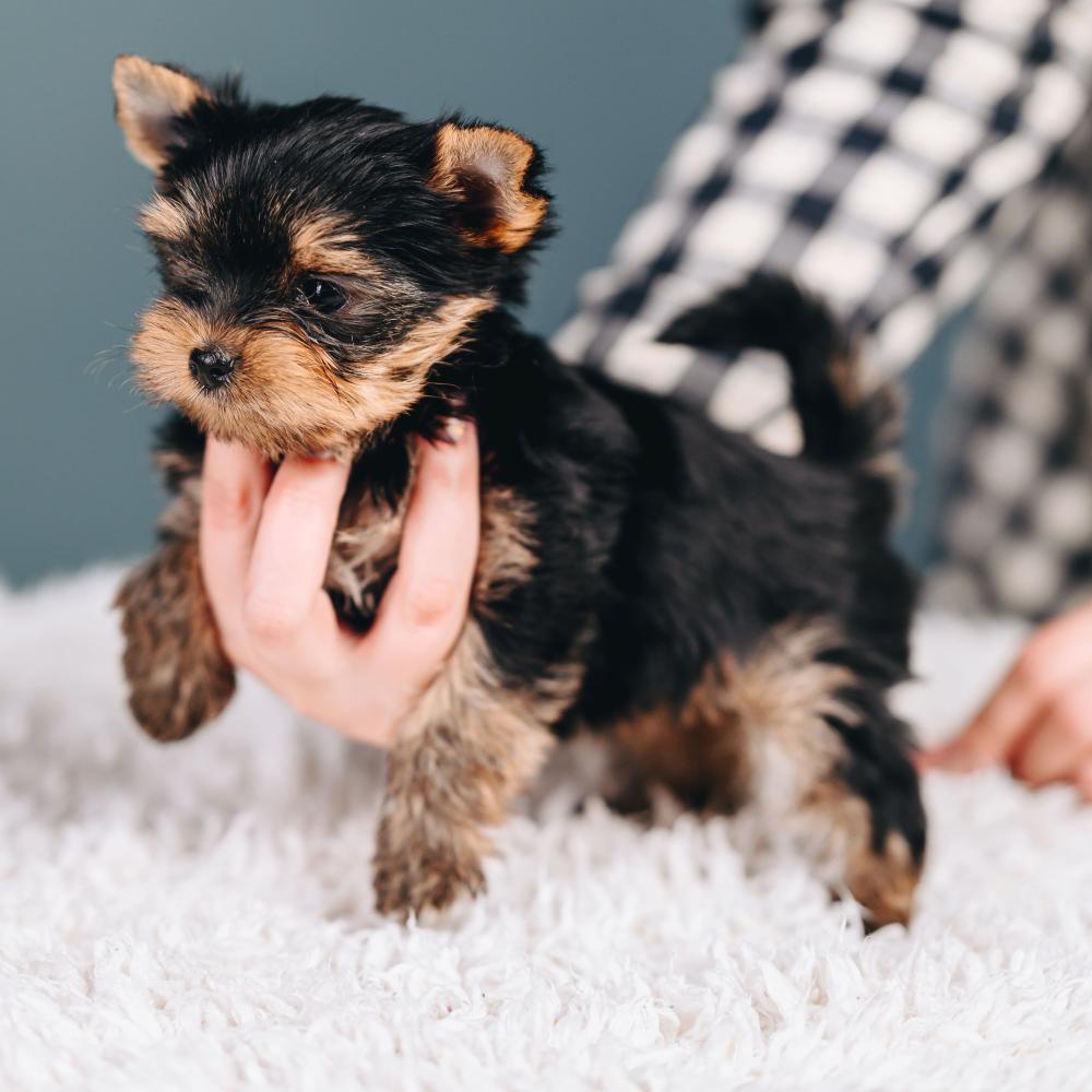 Élevage chiot Yorkshire