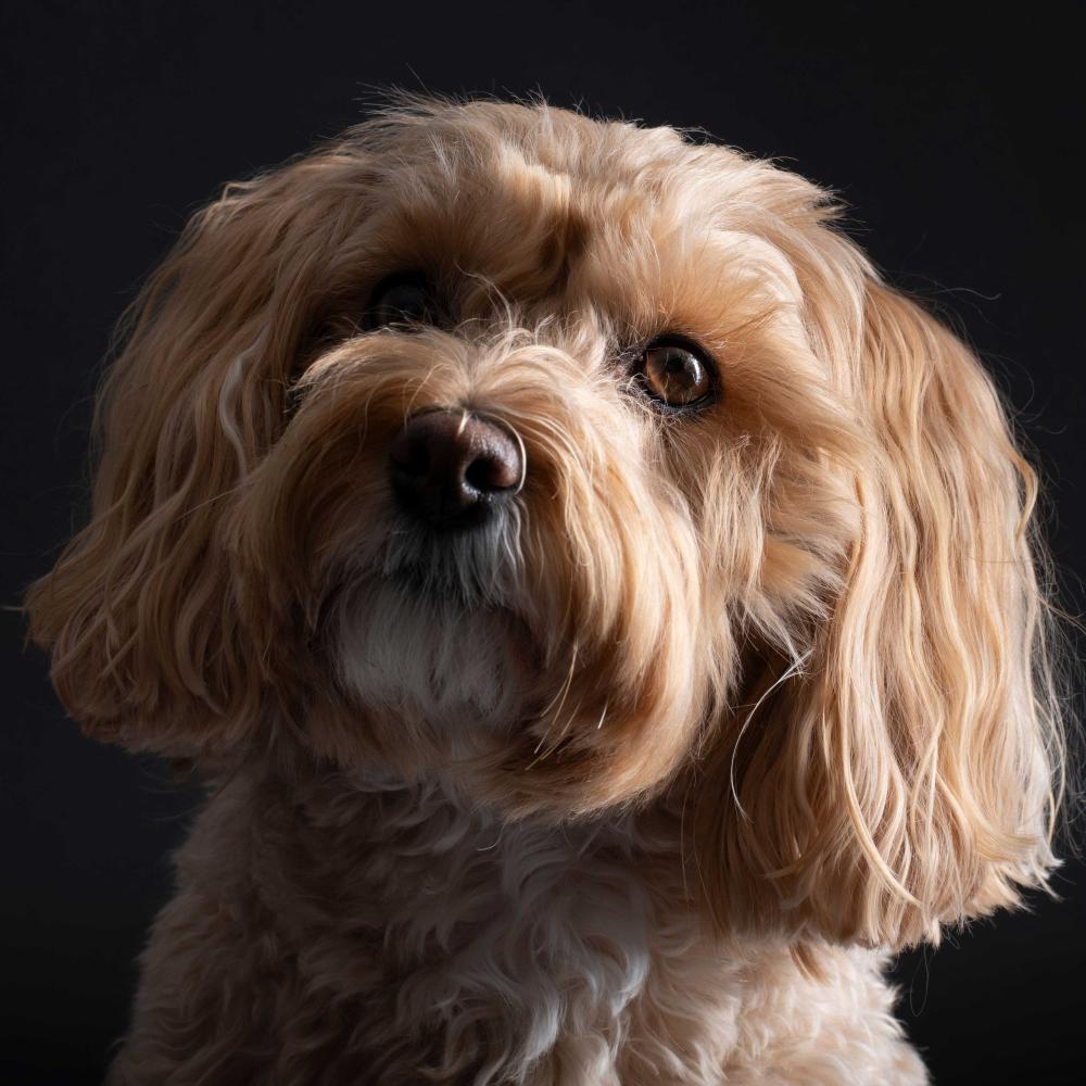 Maltipoo