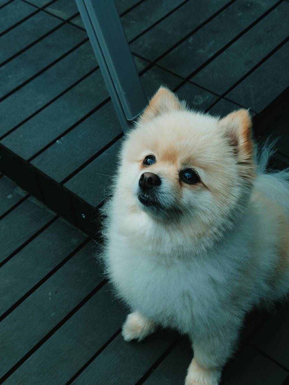 Pomeranian à Antibes