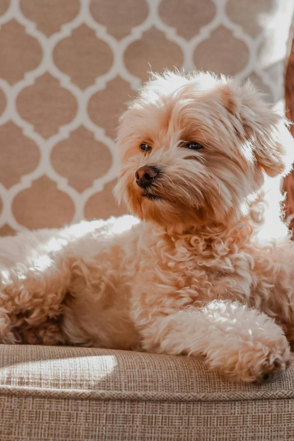 Maltipoo à Antibes