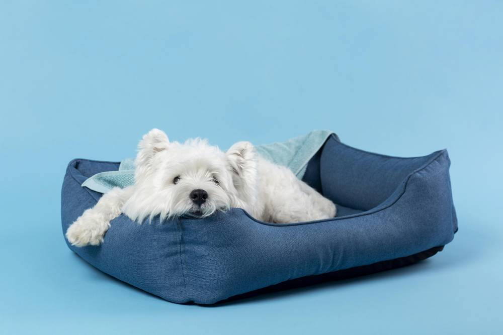 Panier pour chien à Antibes