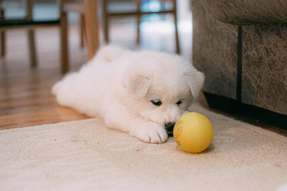 Jouet pour chien à Antibes