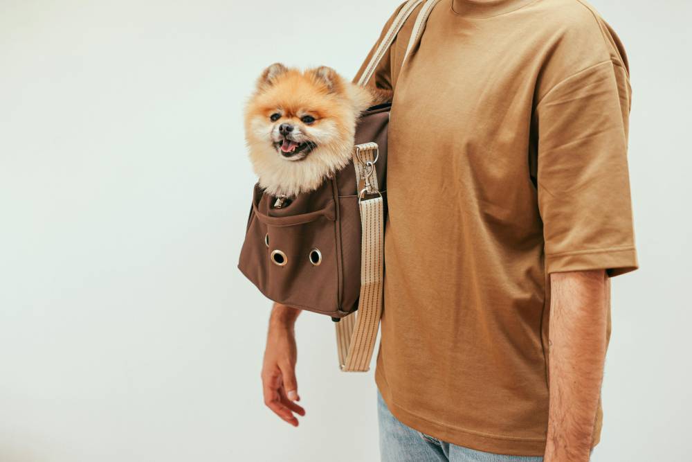 Sac de transport pour chien à Antibes