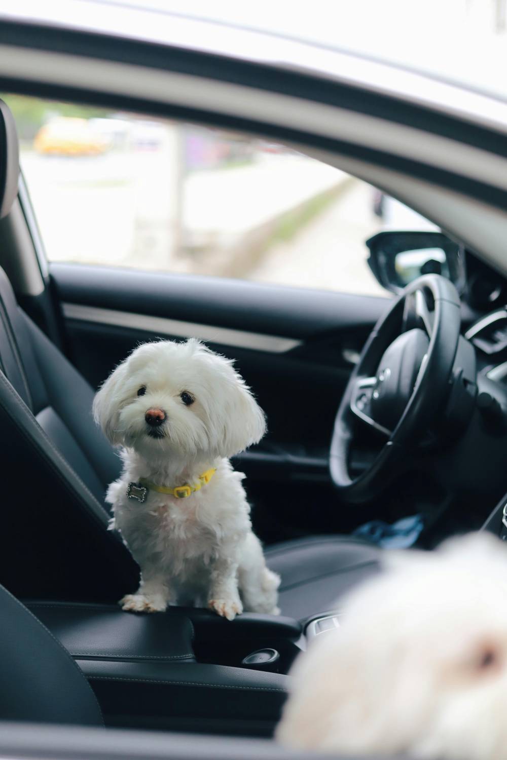 Siège auto pour chien à Antibes