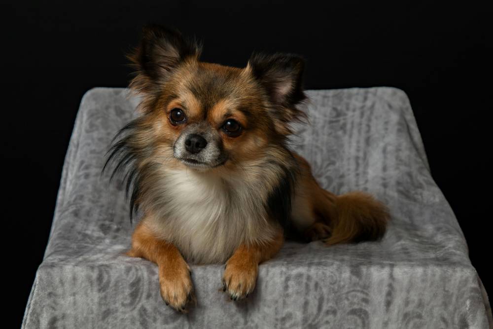Chihuahua à Antibes